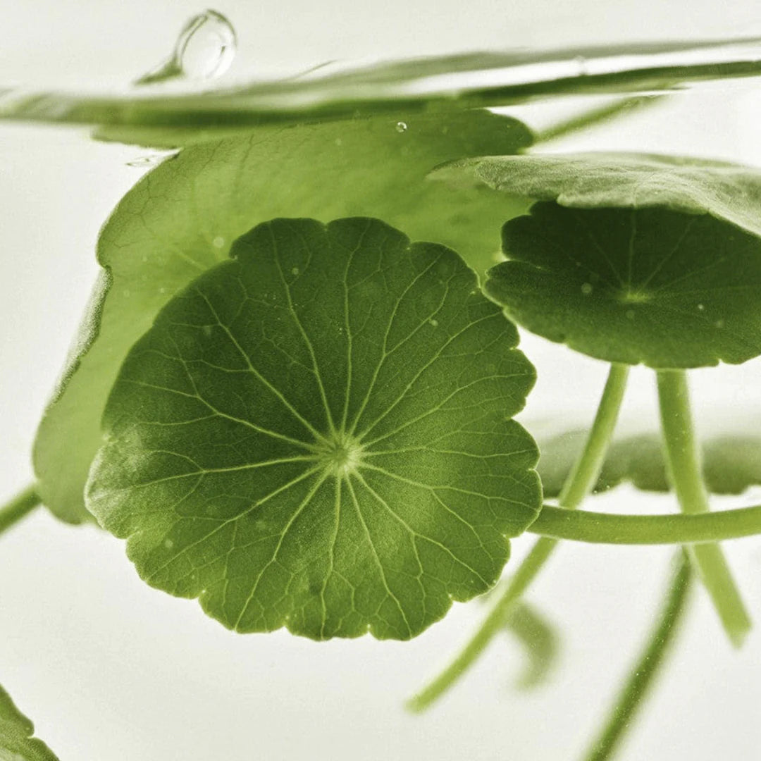 Close-up of a green leaf with water droplets on a light background
