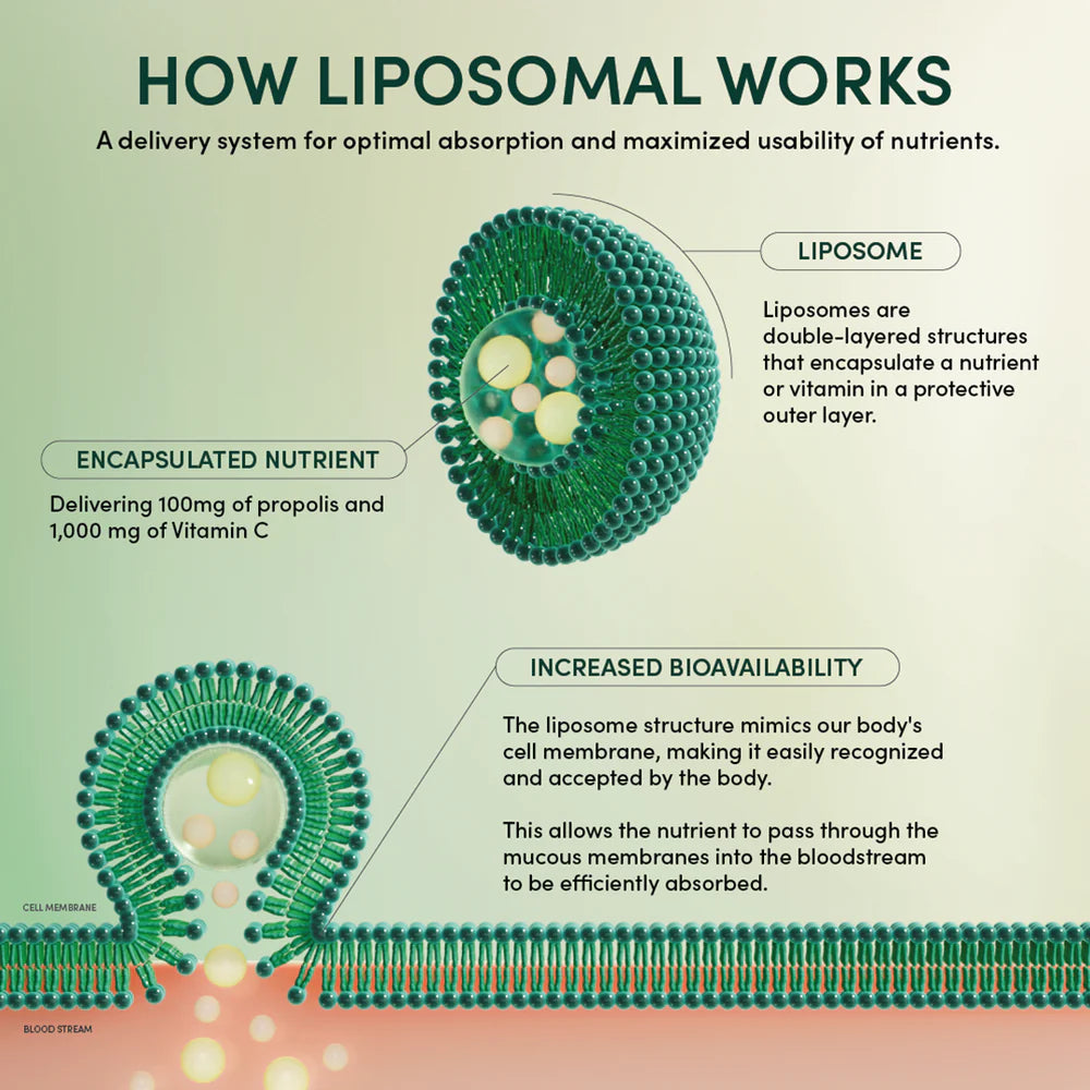 Beekeeper's Naturals: Propolis + Vitamin C Liposomal how liposomal works