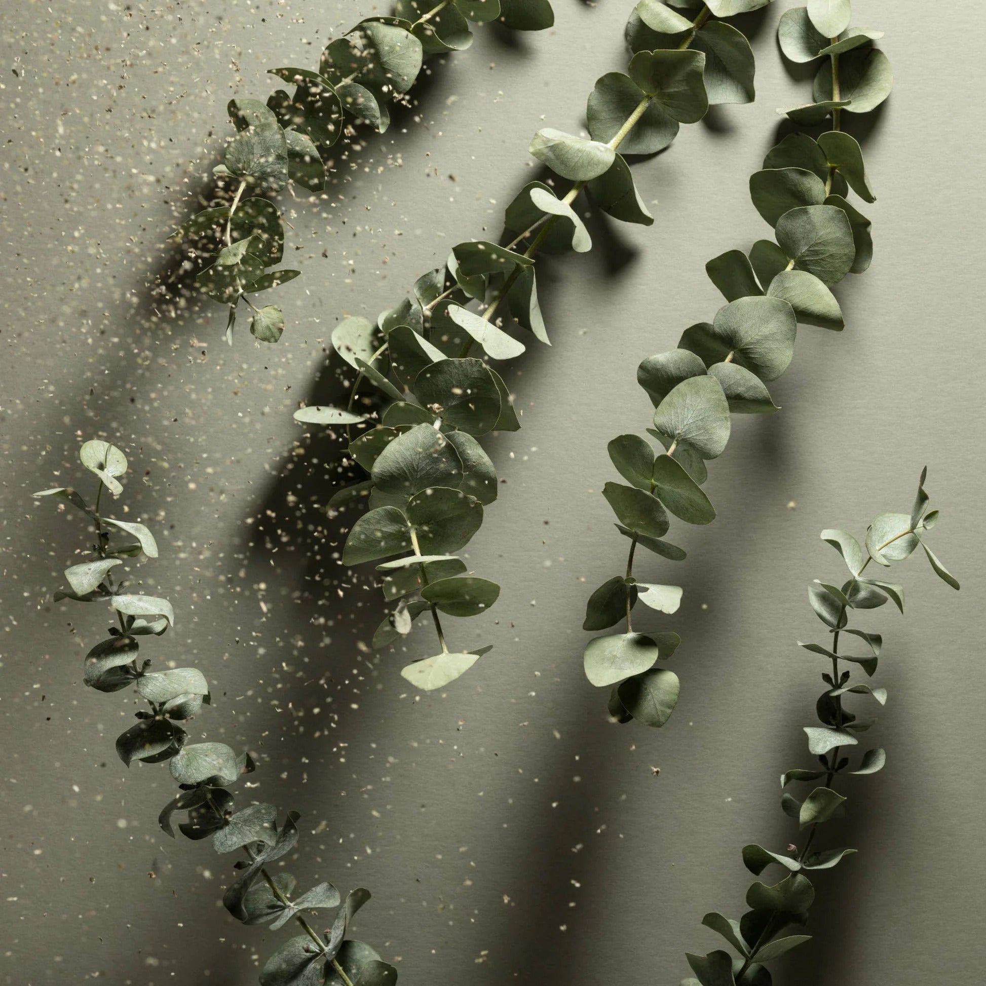 Eucalyptus leaves arranged in a decorative pattern on a gray background